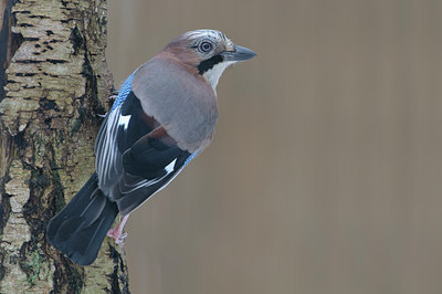 BUITEN BEELD Foto: 110076