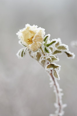 BUITEN BEELD Foto: 110127