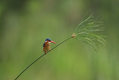 BUITEN BEELD Foto: 110197