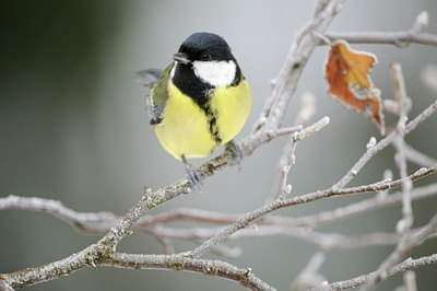 BUITEN BEELD Foto: 110210