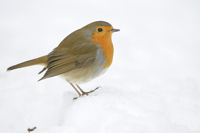 BUITEN BEELD Foto: 110211