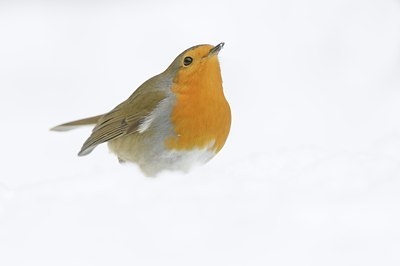 BUITEN BEELD Foto: 110215
