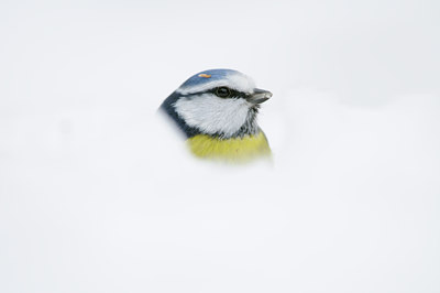 BUITEN BEELD Foto: 110219