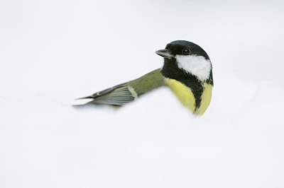 BUITEN BEELD Foto: 110224