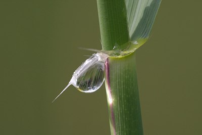 BUITEN BEELD Foto: 110250