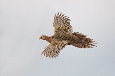 BUITEN BEELD Foto: 110281