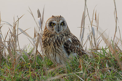 BUITEN BEELD Foto: 110324