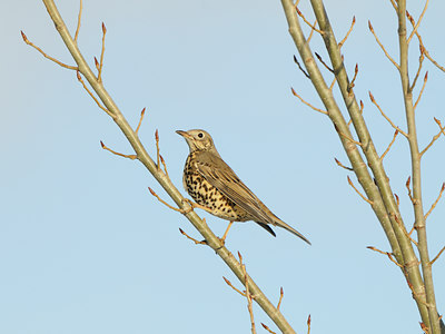 BUITEN BEELD Foto: 110374