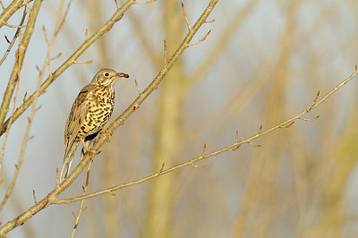 BUITEN BEELD Foto: 110375