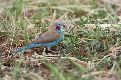 BUITEN BEELD Foto: 110388