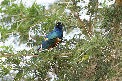 BUITEN BEELD Foto: 110390