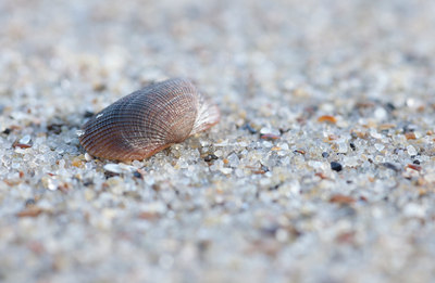BUITEN BEELD Foto: 110442