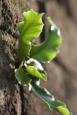BUITEN BEELD Foto: 110471
