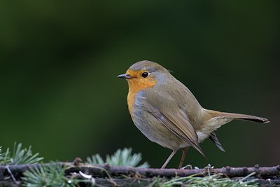 BUITEN BEELD Foto: 110529