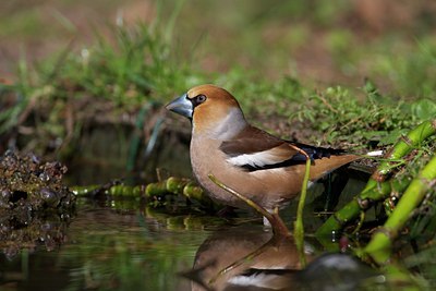BUITEN BEELD Foto: 110531
