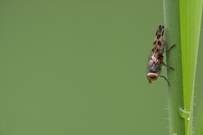 BUITEN BEELD Foto: 110536