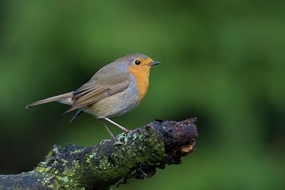 BUITEN BEELD Foto: 110540