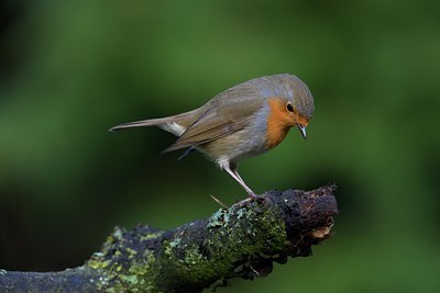 BUITEN BEELD Foto: 110541