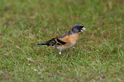 BUITEN BEELD Foto: 110560