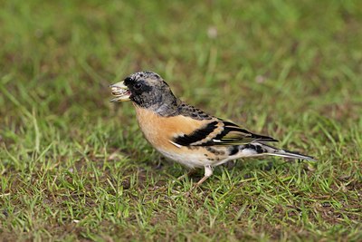 BUITEN BEELD Foto: 110564