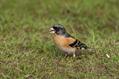 BUITEN BEELD Foto: 110569
