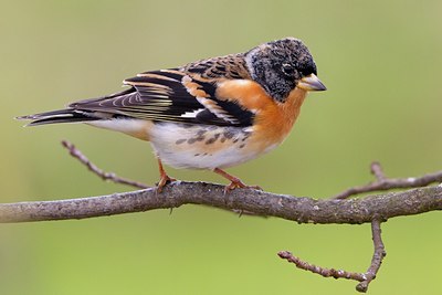 BUITEN BEELD Foto: 110573