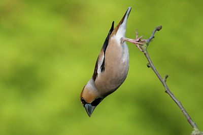 BUITEN BEELD Foto: 110590