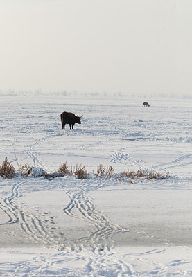 BUITEN BEELD Foto: 110602