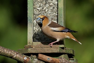 BUITEN BEELD Foto: 110625