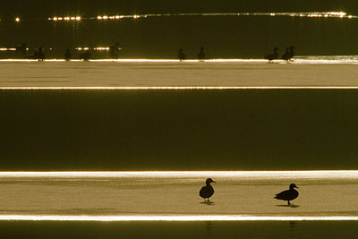 BUITEN BEELD Foto: 110627