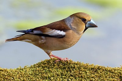 BUITEN BEELD Foto: 110646
