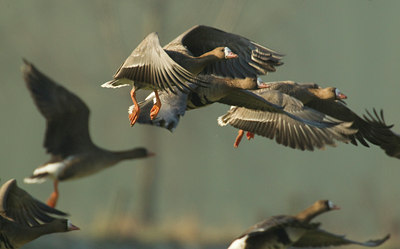 BUITEN BEELD Foto: 110657