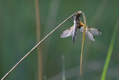 BUITEN BEELD Foto: 110660