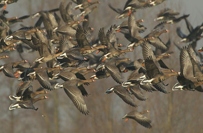 BUITEN BEELD Foto: 110663