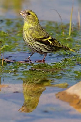 BUITEN BEELD Foto: 110697