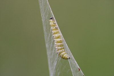 BUITEN BEELD Foto: 110701