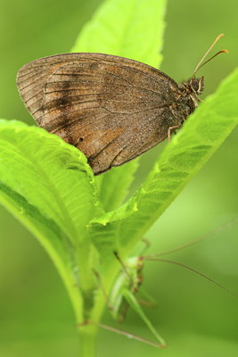 BUITEN BEELD Foto: 110723