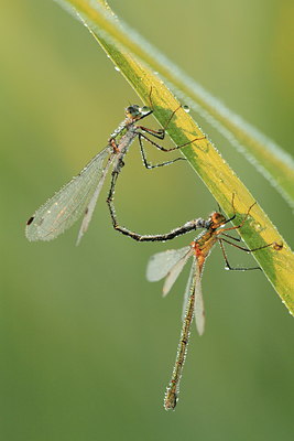 BUITEN BEELD Foto: 110732