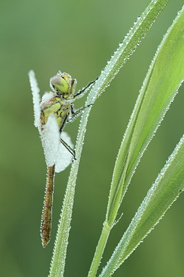 BUITEN BEELD Foto: 110733