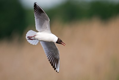 BUITEN BEELD Foto: 110760