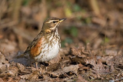 BUITEN BEELD Foto: 110767