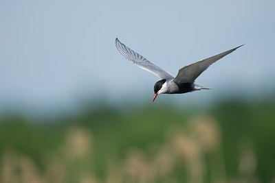 BUITEN BEELD Foto: 110779
