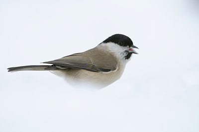 BUITEN BEELD Foto: 110803