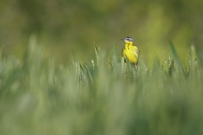 BUITEN BEELD Foto: 110820