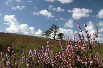 BUITEN BEELD Foto: 110830