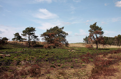 BUITEN BEELD Foto: 110833