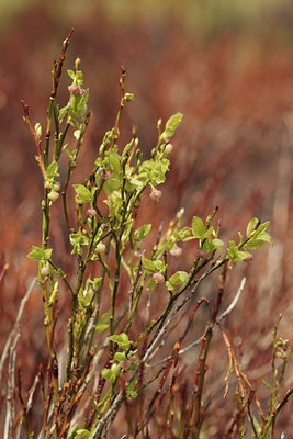 BUITEN BEELD Foto: 110839