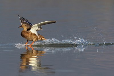 BUITEN BEELD Foto: 110962