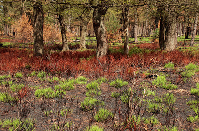 BUITEN BEELD Foto: 110963