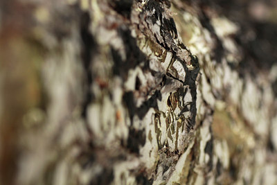 BUITEN BEELD Foto: 110974